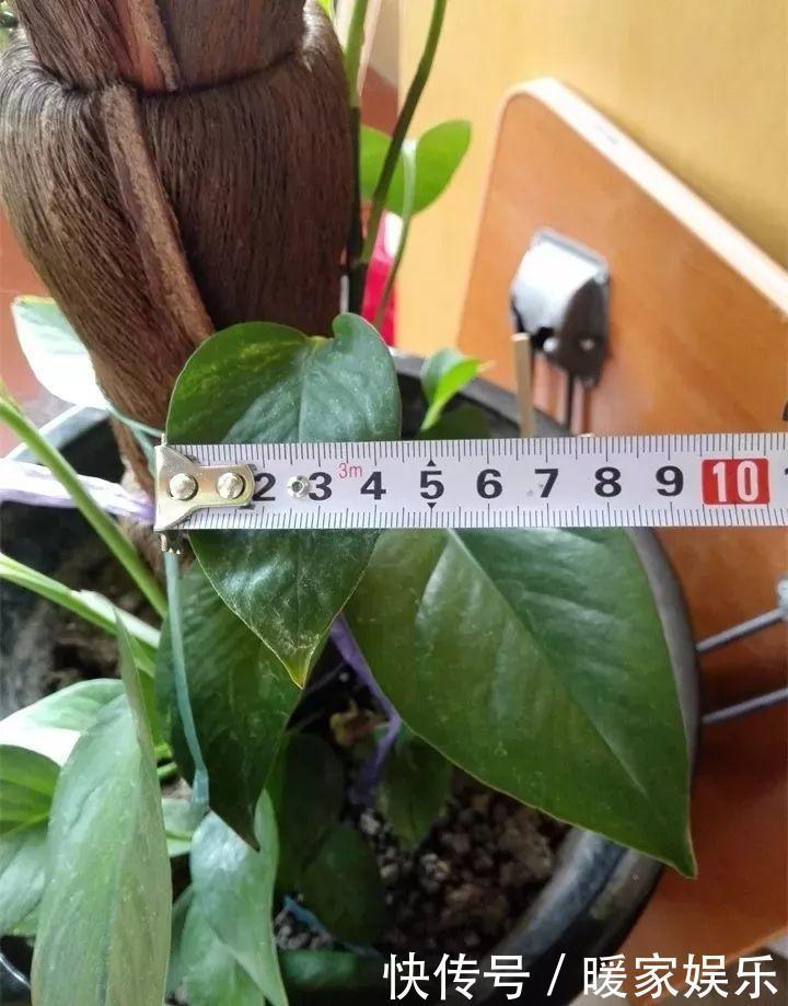 花友|绿萝裹个旧毛巾,俩月能爬1米高,一片叶子脸盆大!