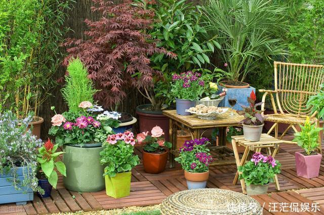 她家只养一种花,一年四季有花赏,原因是做好了四件事