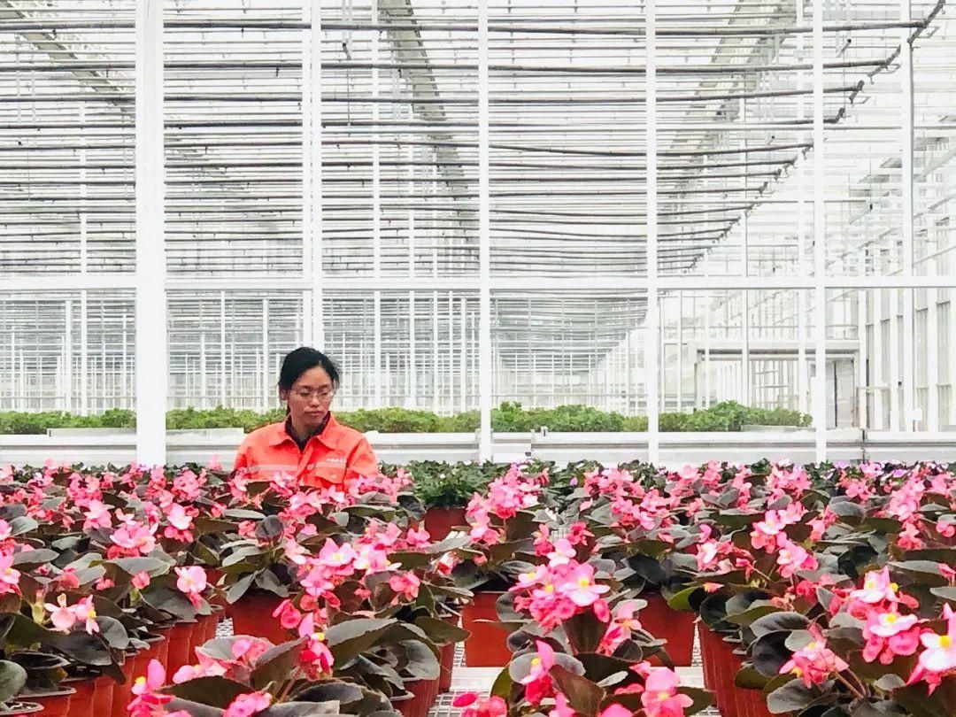 为崇明花博而努力的女花匠 春夏秋冬在她身边走过 粉紫色