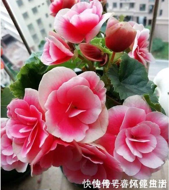 百合花|4种花超漂亮，颜色多，越晒开花越旺，只见花朵不见叶，超漂亮