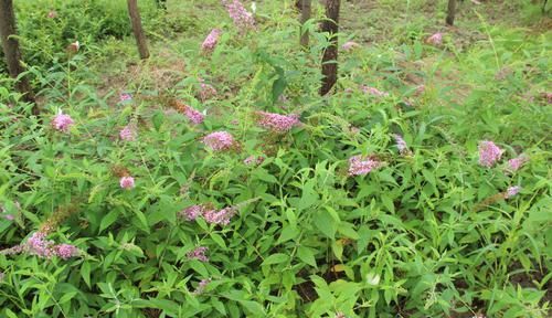 这种野草很神奇，扔池塘能麻醉鱼，全草能做农药，是农民好帮手