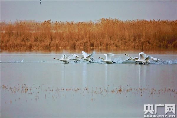 “爱”在乌梁素海