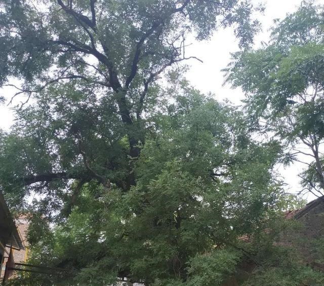 传说|米庙的历史及神奇传说(刘占江)