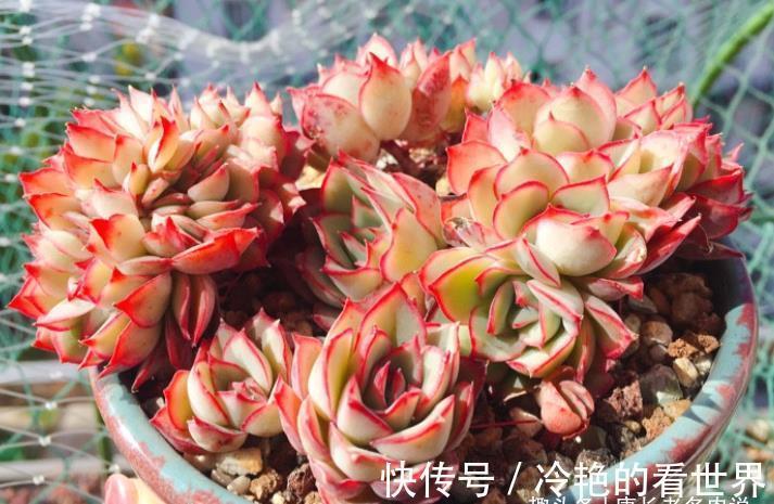 叶缘|月光女神——连名字都混掉的多肉，其实有颜值又好养，还容易缀化