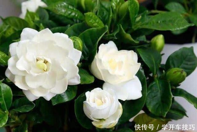 养栀子花,2种肥水要常用,长得旺、叶子绿,开花更多!