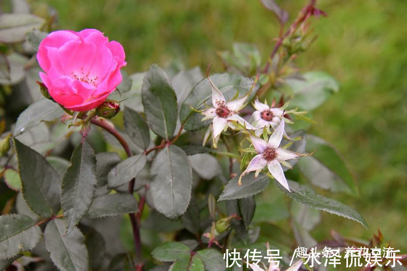月季花|每年剪几次，喷点药，月季可保持经常开花，不怕黄叶和感染病虫害