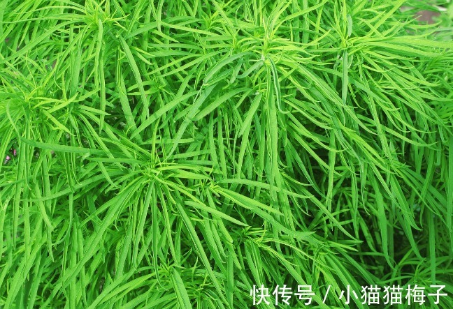 益母草|66种野菜大图片,带你见识不同的野菜和吃法,你想要的野菜这里有