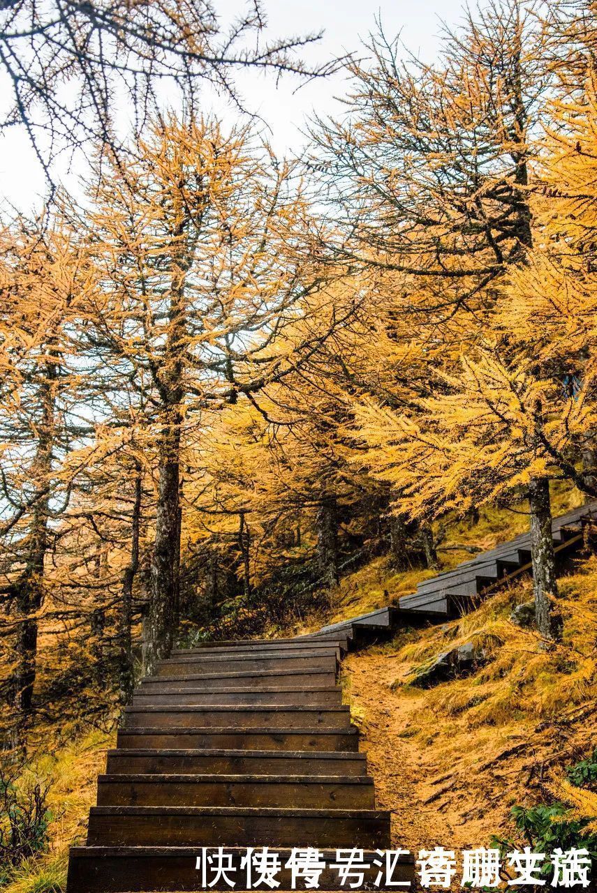 满山|秦岭深处满山红遍，绚丽多彩，惊艳着整个秋天