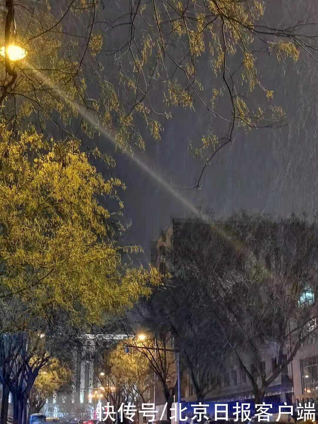 飘落|雪到密云！鹅毛般的雪花簌簌飘落