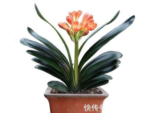 根系|养君子兰一点也不难，但不能乱养，只需掌握四点就足够了