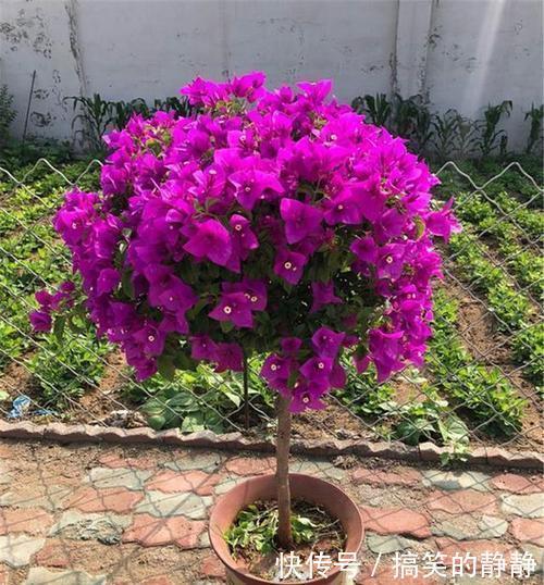 浇水|冬天养三角梅,避免3个错误,安全过冬,憋出新芽,养成繁花老桩