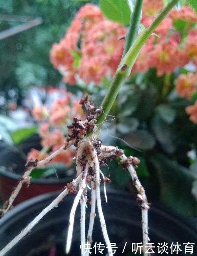 扦插月季不生根?用这捂一捂,过几天“冒白根”,变成月季大户