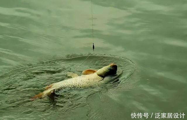突遇大鱼想要拉上岸怎么办?新手必看的遛鱼技巧