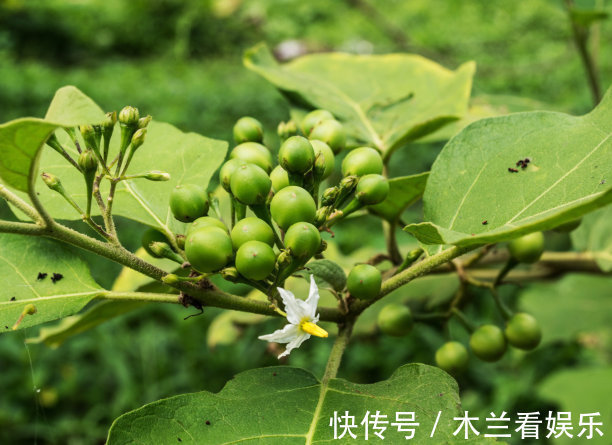 十二生肖里，这四大生肖拥有最强大脑，一定能发家致富！