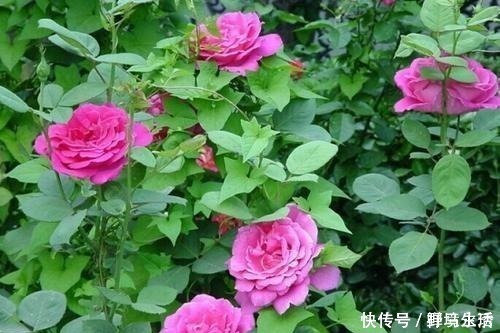 花香浓|路边看到这“三种花”马上挖回家,花香浓易爆盆,花开一茬又一茬!