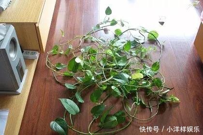 养花修剪“学问大”,老花匠教你怎么修剪,才能突突冒花!