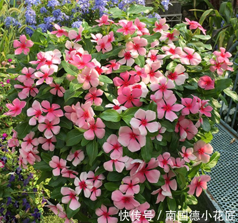 白掌|5种“漂亮花”，从来不生虫，家里干净卫生，花开不断，真省心