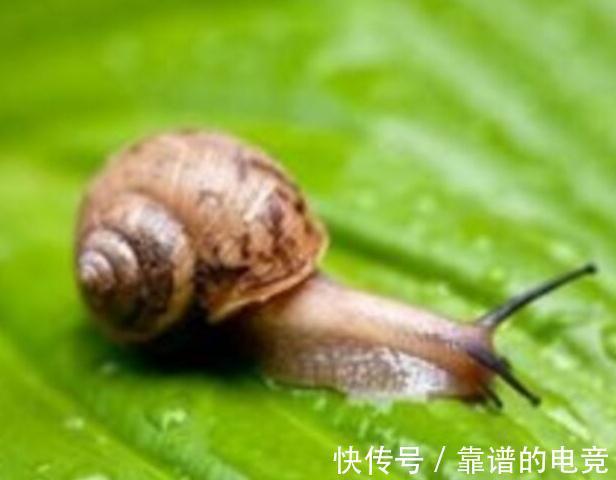 家里养的花卉植物为什么会生病虫害,4个方法帮你解决