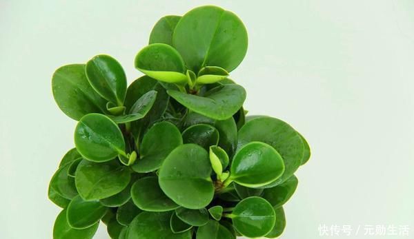 孔雀竹芋|家里不够向阳,想养花怕养不好,那这几种花值得入手