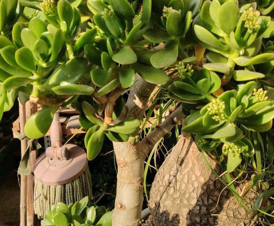 养花|园艺新人养花,室内搁2盆玉树,漂亮又上档次,寿命长达几十年