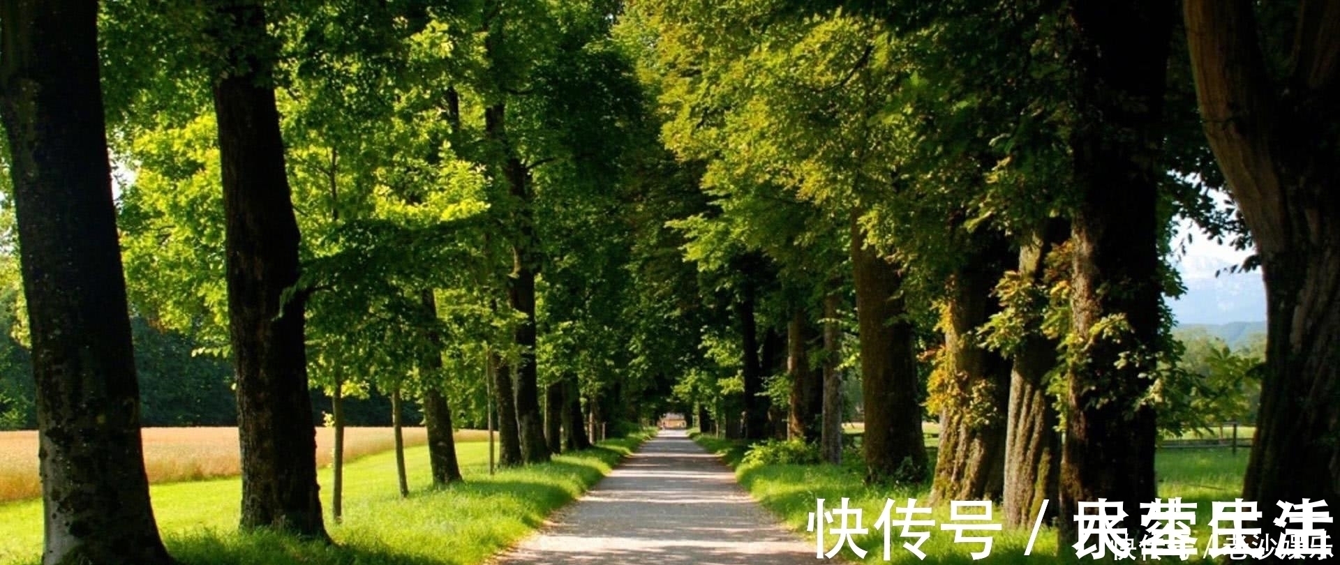 杜鹃&晏几道最经典的思乡词,词作开篇唯美动人,词尾却让人肝肠寸断!