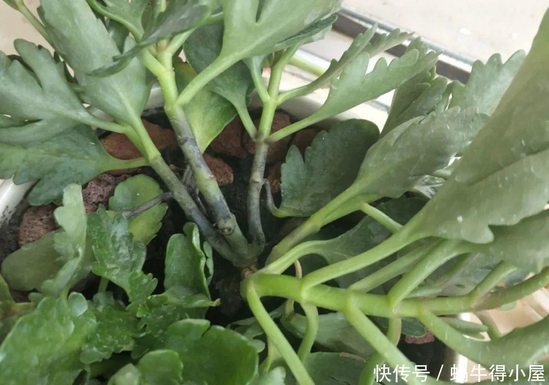 牡丹|这现在不能换盆的花,土一松就没命,白养大半年