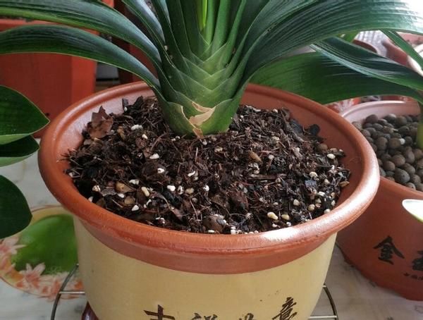 花店老板打死都不愿意说的秘密:养花草怎么防治烂根黄叶