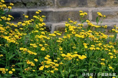 乡村|小黄花在河边的乡村曾经很常见,今天因为其药用价值10元一斤