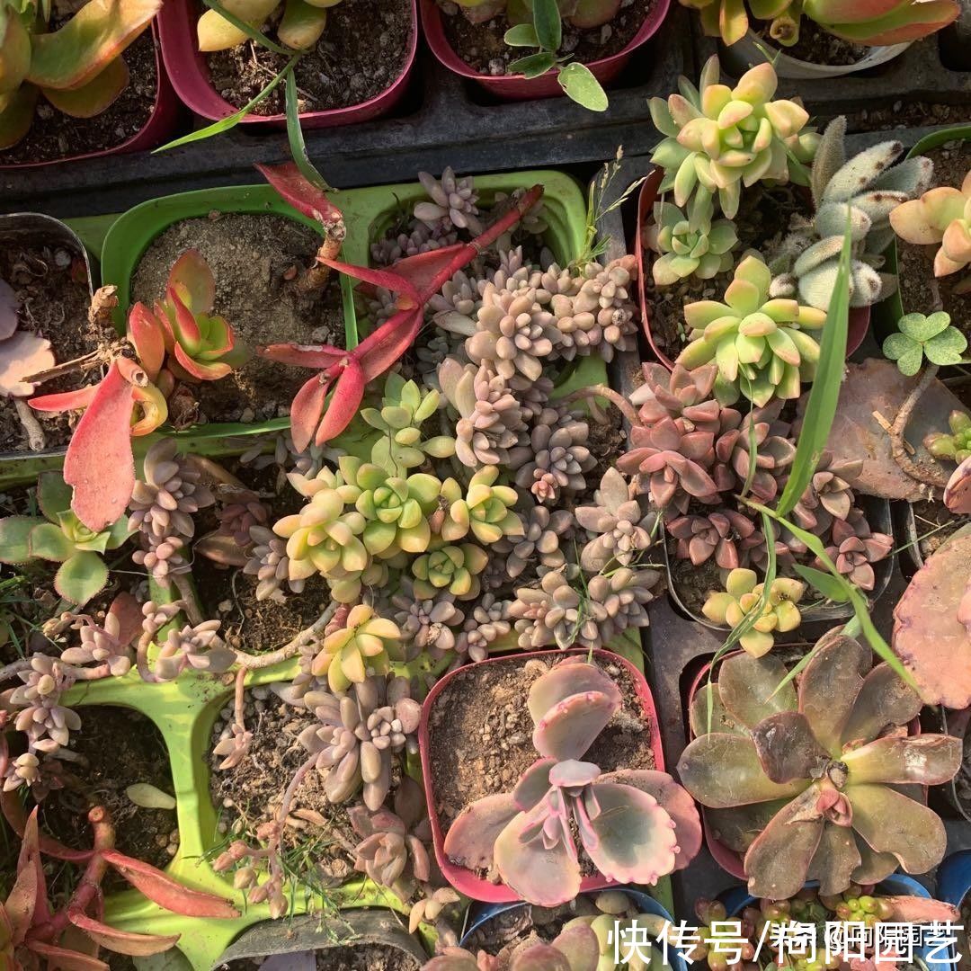 路边的多肉真便宜，1块钱1，不要买！买上一堆还不如买1棵