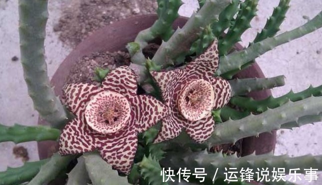 10种不能在室内养的花,家里有老人小孩的要注意!