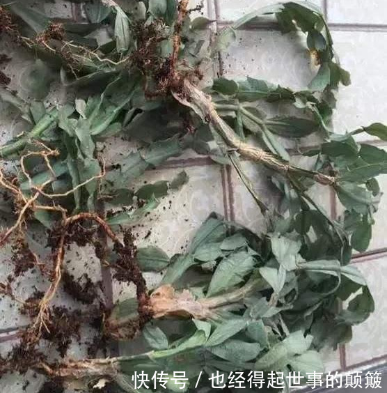 蟹爪兰干瘪瘪别急！就用2招，叶片杠杠厚，油绿锃亮花爆满