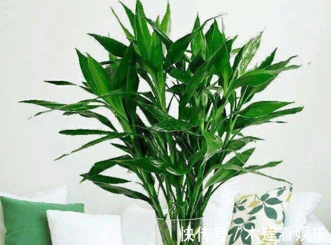 正月二十七,无论再穷家里都要摆上4种招财花,牛年旺福旺财