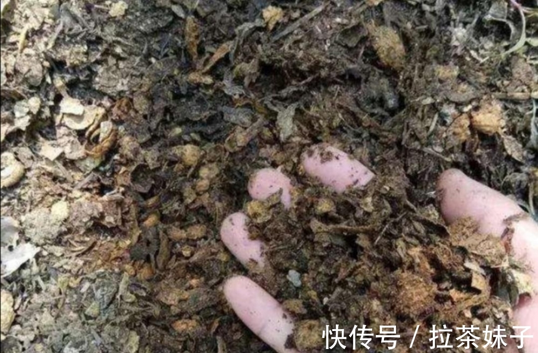 养花小技巧,花盆下面垫5种“东西”,可避免出现烂根黄叶