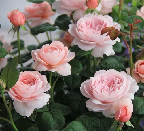  花色|家有阳台定要养的两款月季，色彩艳丽，开花勤，小苗就能一直爆盆