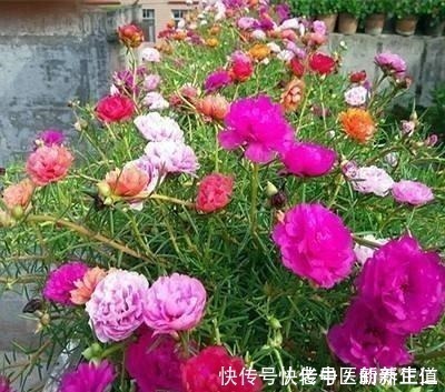 浇水|阳台养花养些“不死花”,一个月不浇水,还能打鸡血似地开满花!