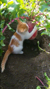 |搞笑GIF趣图:一个父亲的承诺,不管怎样都要给孩子带回家