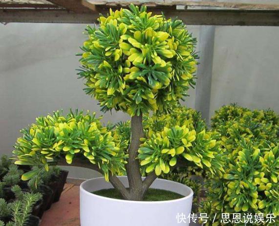 “3种树”养客厅,香味浓,比空气“清新剂”都好,除味杀菌!