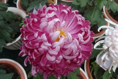 喜欢菊花,不如养盆“菊中珍品”繁花似锦,似锦绣芳华,窈窕清新