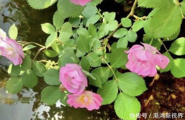 花友们|“沾土”就生根的1种花,夏天扦插2盆,9天“冒根系”,长势快