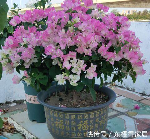 花根|天气热了，这三种花，少浇水，更爱开花