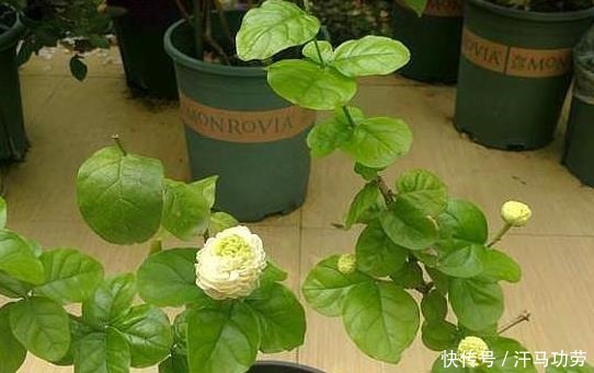 发黄|养茉莉花,莫“偷懒”,稍微不注意,僵苗不生长