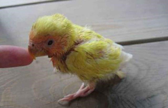 宝妈|鹦鹉将宝宝当成自己孩子,看宝宝吃饭操碎了心,比亲妈还谨慎!