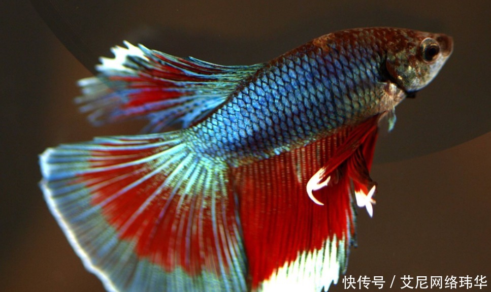 技巧|养殖斗鱼的技巧,不懂的进来看看