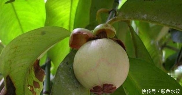 看了山竹的采摘过程,才知道为什么山竹卖的这么贵,还真需要技术