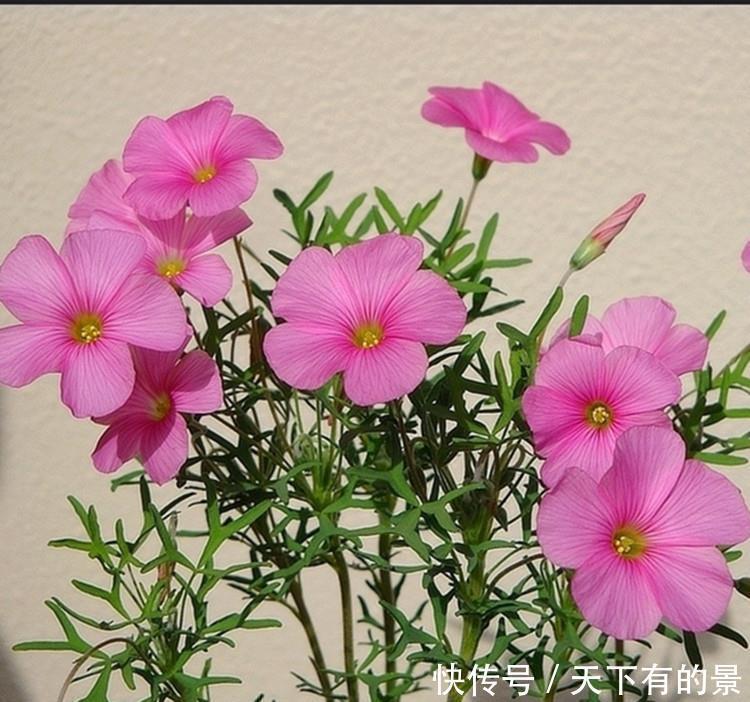 干旱|3种“野草”,挖回家里做“盆景”,价格飙升,仿古大气,别错过