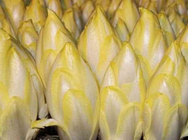 营养|这蔬菜80元一斤不好买,可直接生吃,比鸡蛋更营养,是痛风克星