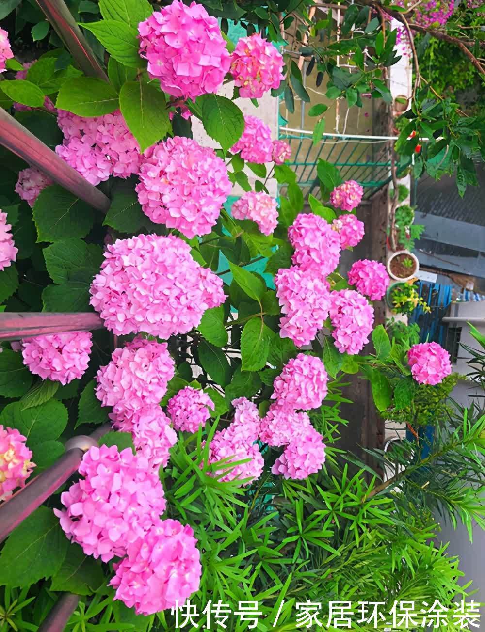 绣球花大合集,6个单品都不错,你最喜欢哪种?