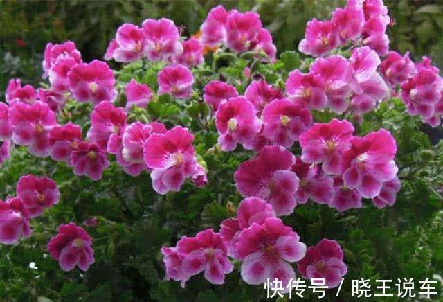 光照|这样做,你家的花也能开成大花球