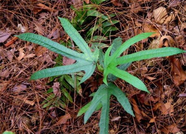 风湿痹痛|农村一种树,人称“土人参”,根部价值极为珍贵,遇见请珍惜