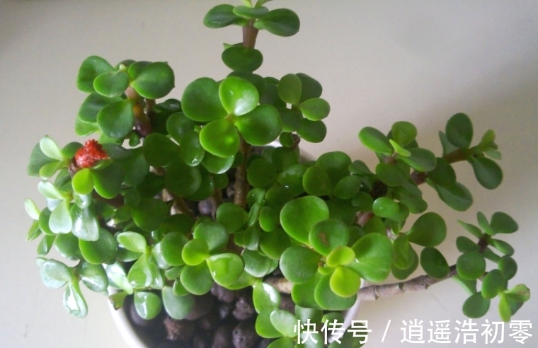 老桩|养金枝玉叶,按“这”方法盆栽,枝叶长得旺,极具观赏价值